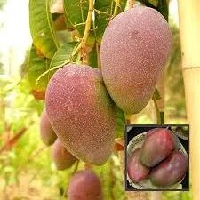 Osteen Mango (ઓસ્ટીન કેરી)